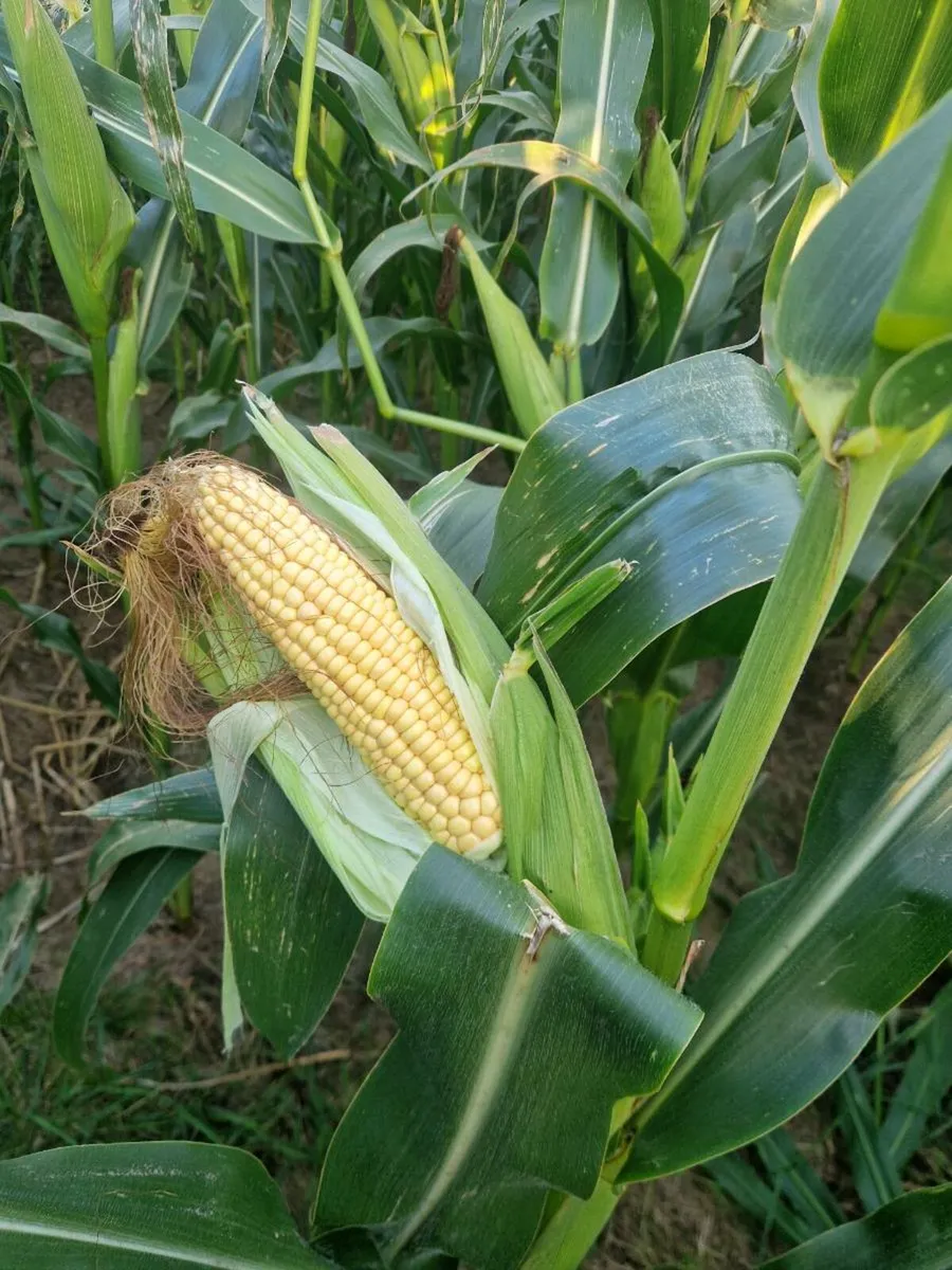 Maize - Image 4