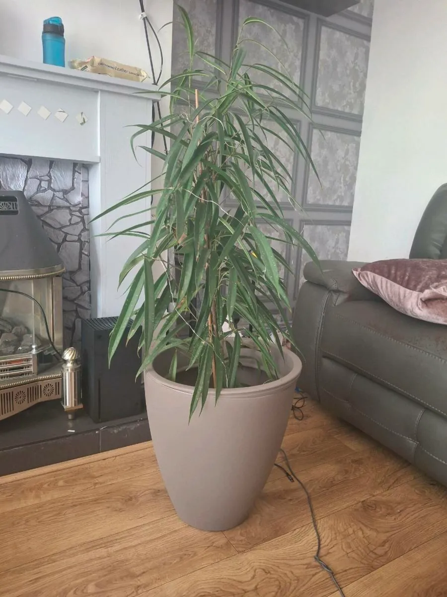 House plants in pots - Image 1