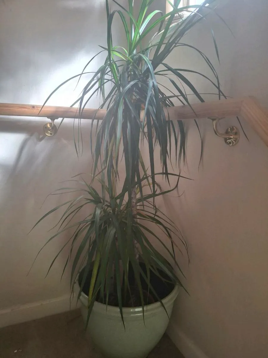 House plants in pots - Image 2