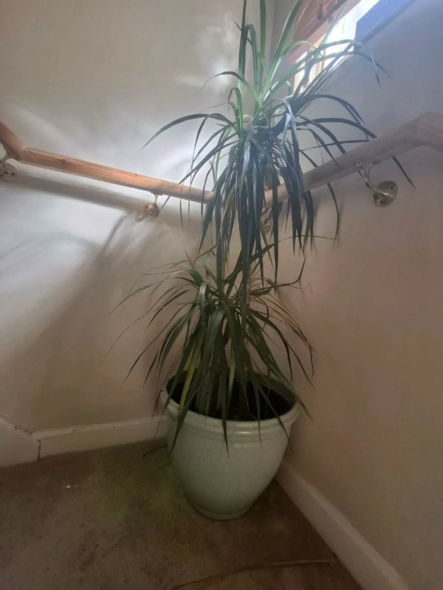 House plants in pots - Image 3