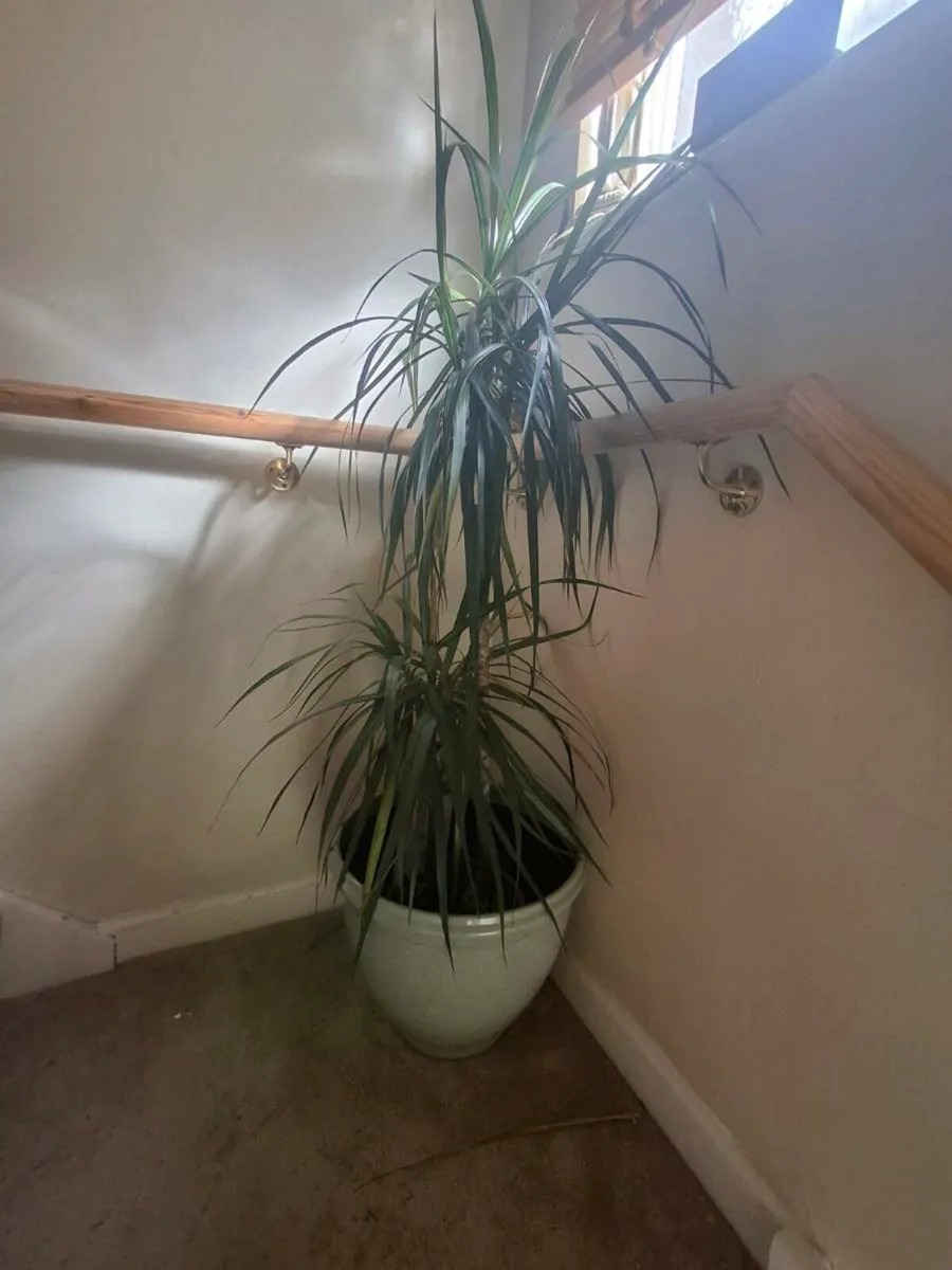 House plants in pots - Image 4