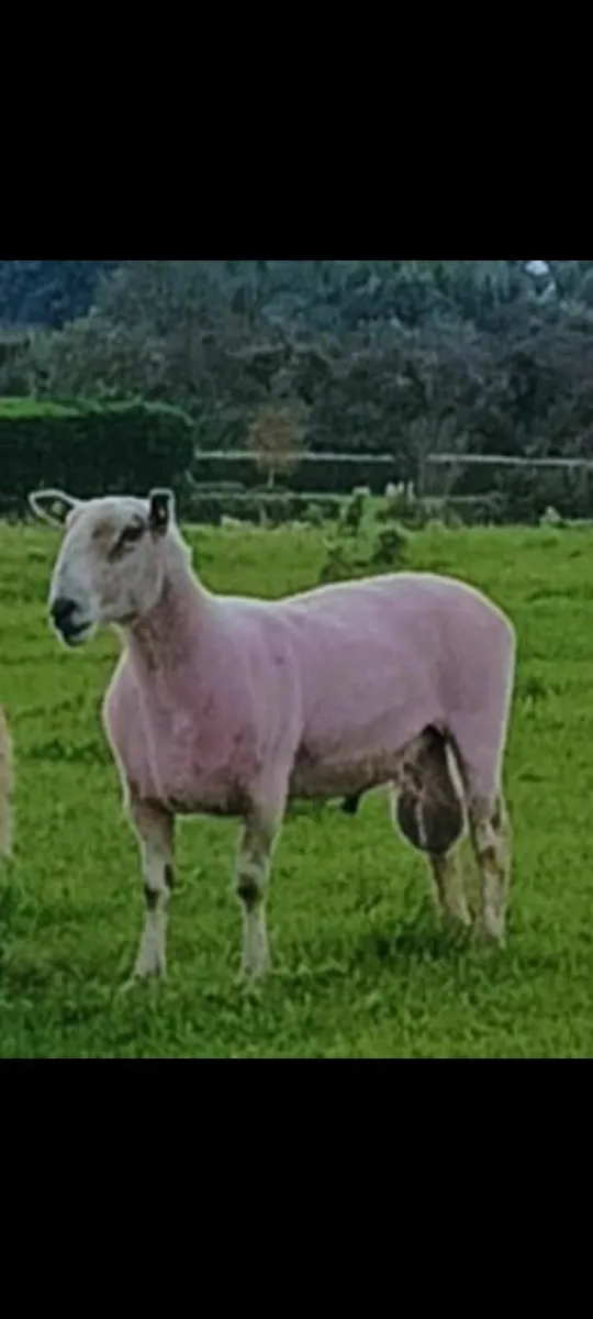 Bluefaced Leicester Ram