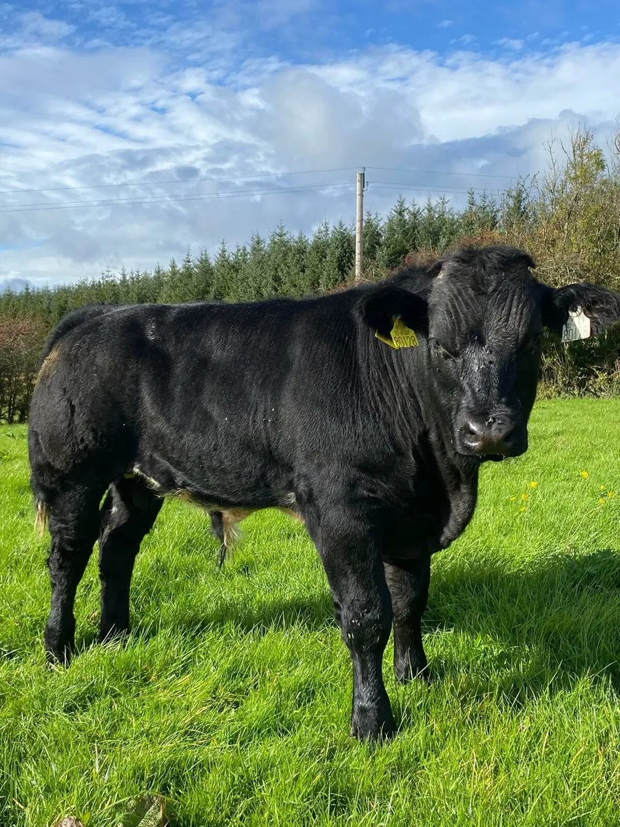 ☀️☀️Potential show weanling for Balla Tue 30th☀️☀️ - Image 2