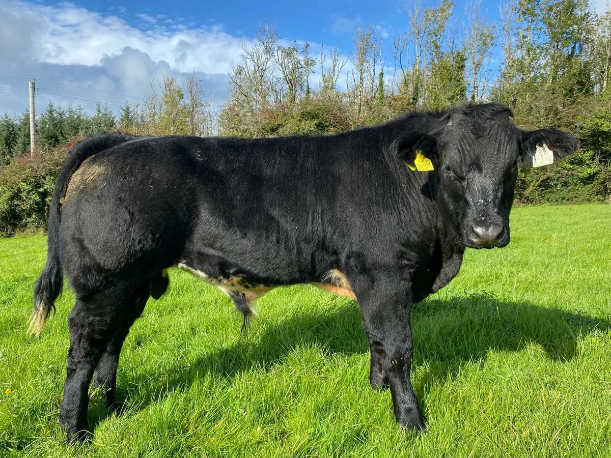 ☀️☀️Potential show weanling for Balla Tue 30th☀️☀️ - Image 1