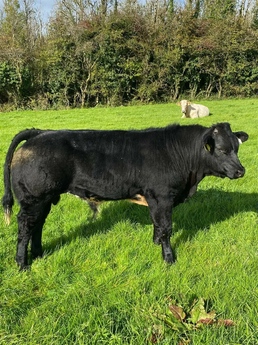☀️☀️Potential show weanling for Balla Tue 30th☀️☀️ - Image 3