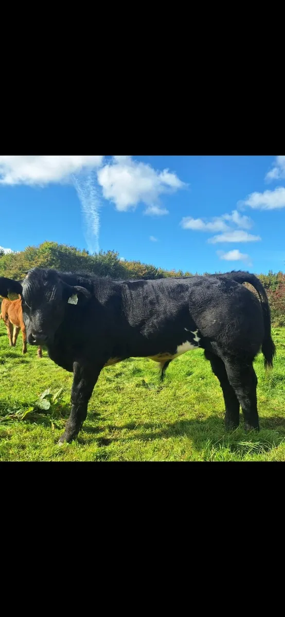 ☀️☀️Potential show weanling for Balla Tue 30th☀️☀️ - Image 4