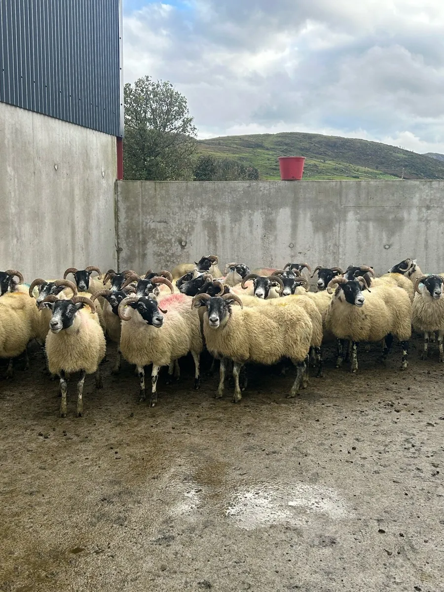 26 horned ewes - Image 1