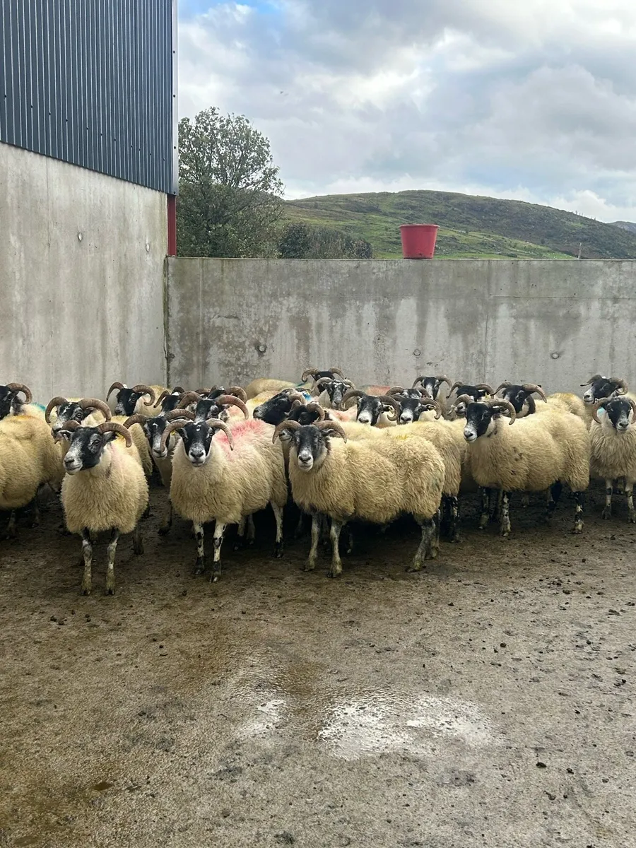 26 horned ewes - Image 2