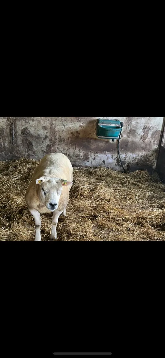 Serious breeding texel ramb - Image 1