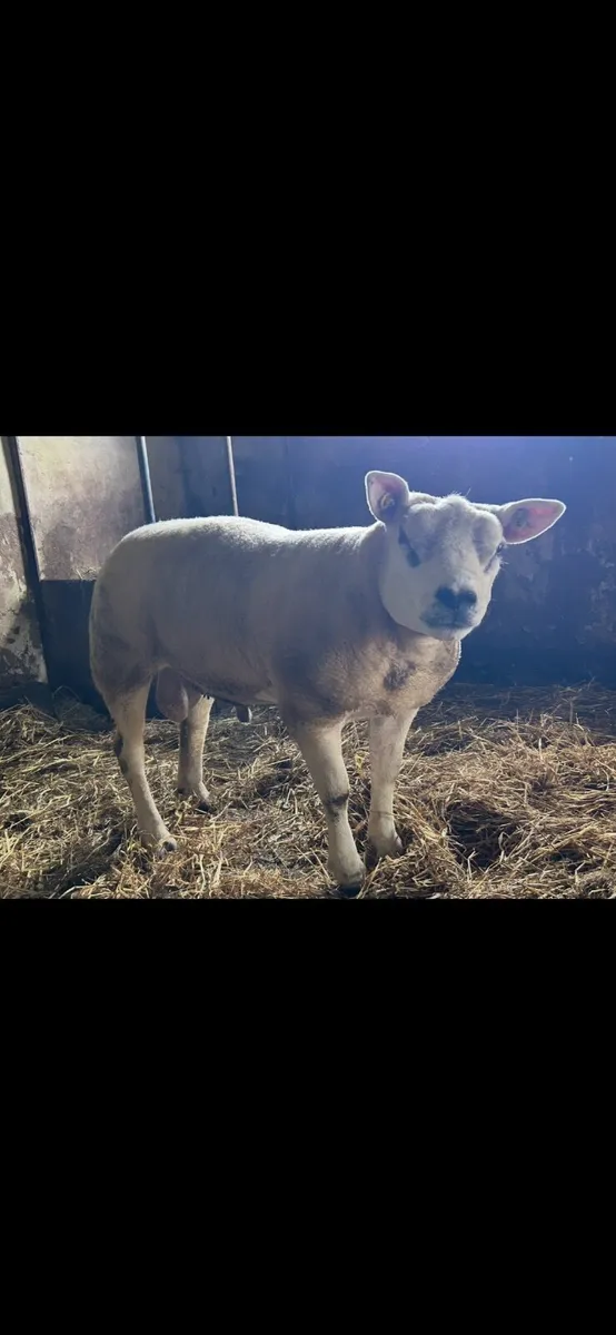 Serious breeding texel ramb - Image 2