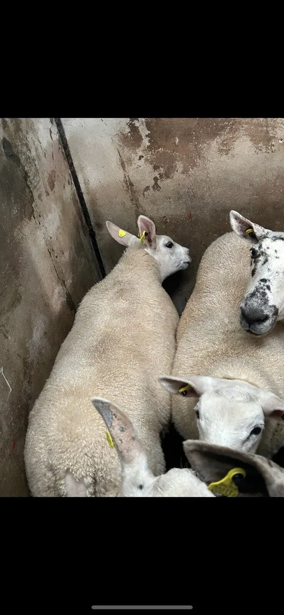 Serious breeding texel ramb - Image 4