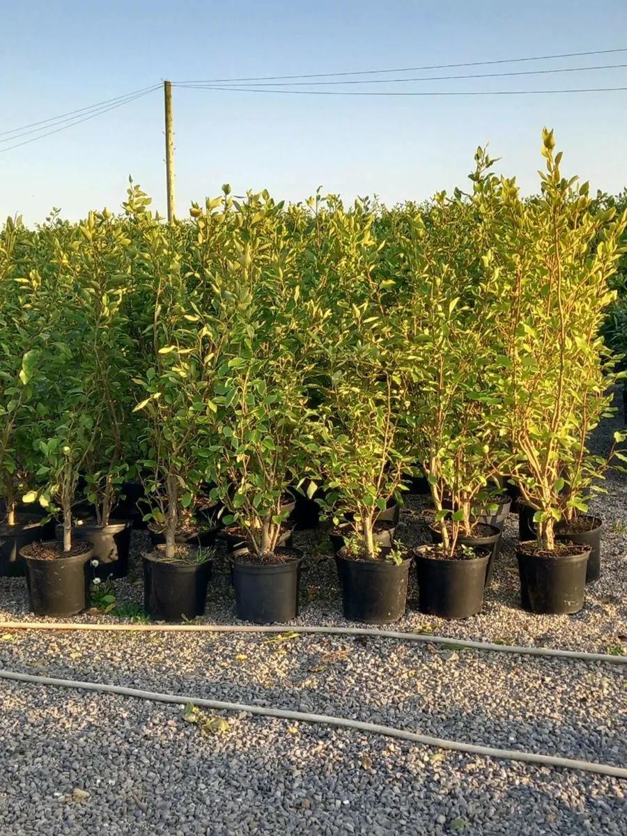 Hedging plants - Image 4