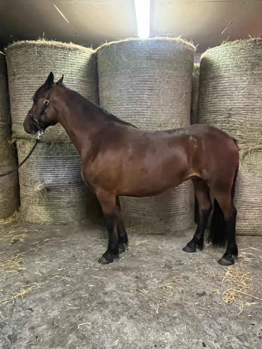 Class one connemara mare in foal - Image 2