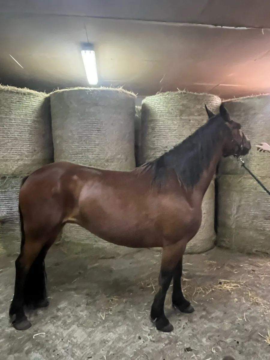 Class one connemara mare in foal - Image 3