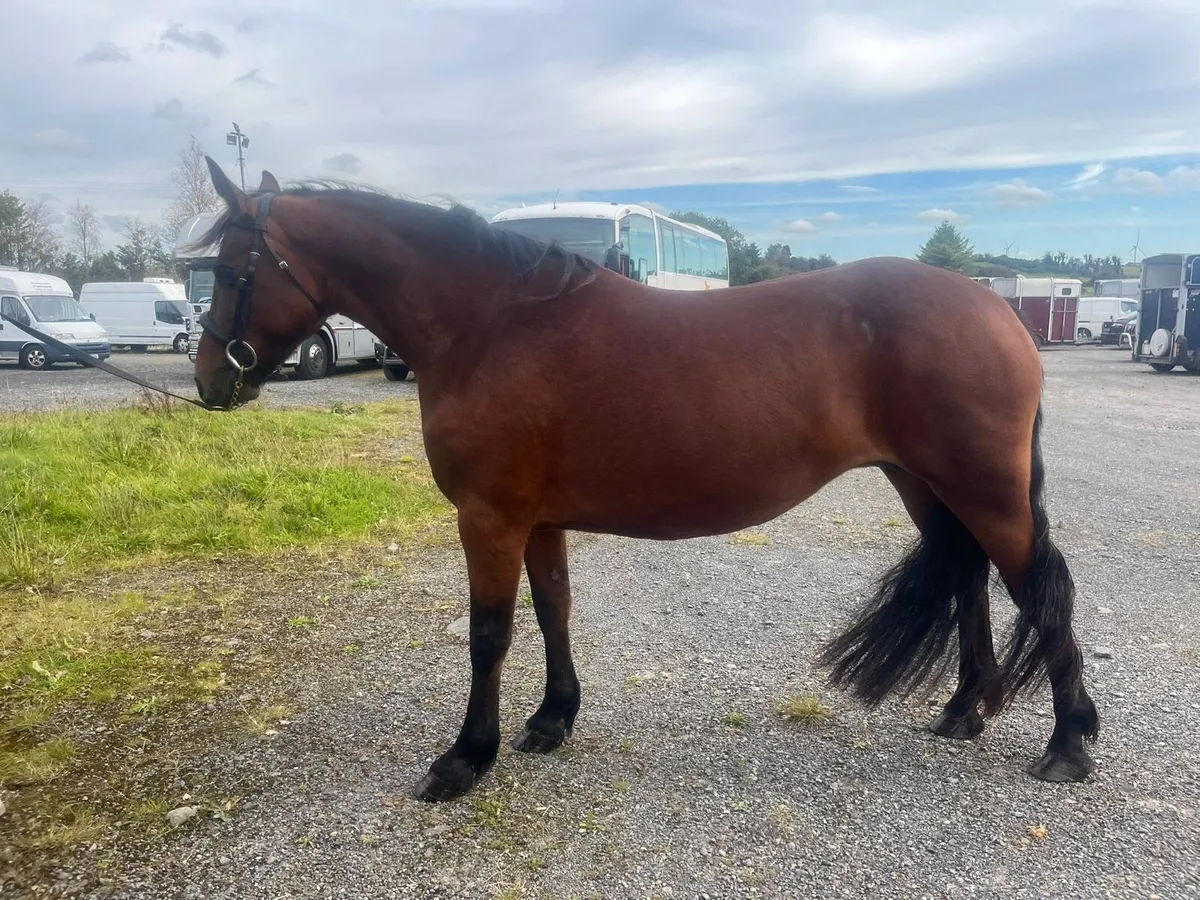 Class one connemara mare in foal - Image 1