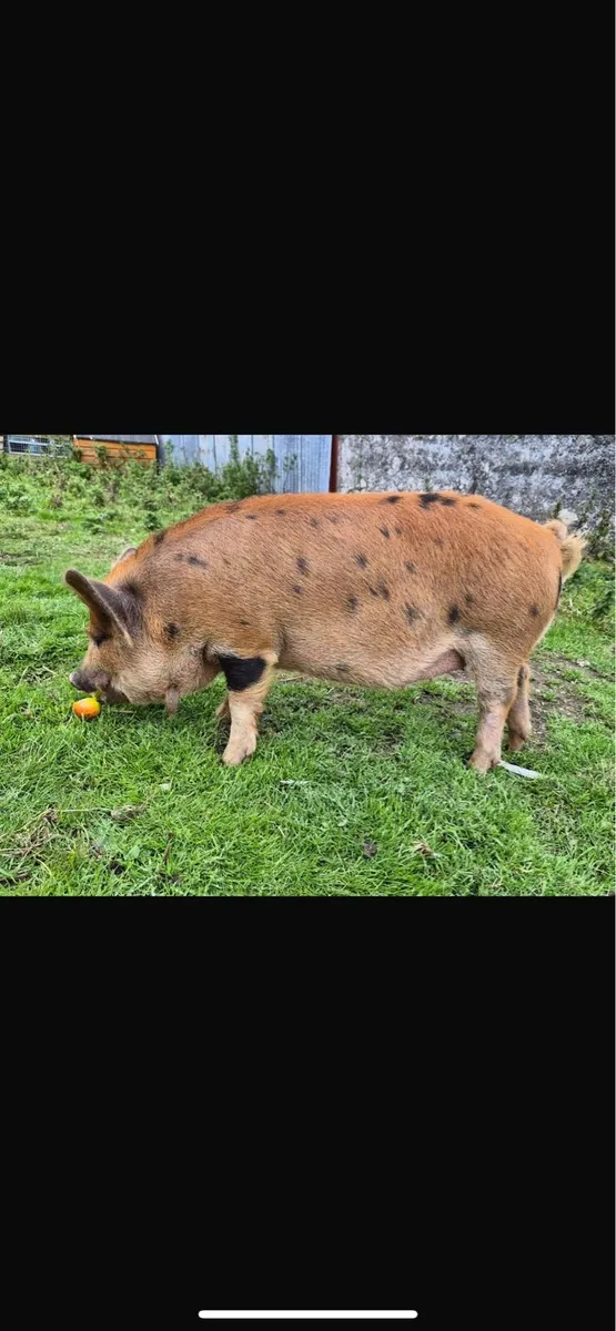 pygmy goat kunekune pig - Image 3