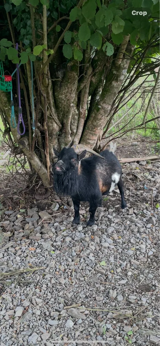 pygmy goat kunekune pig - Image 4