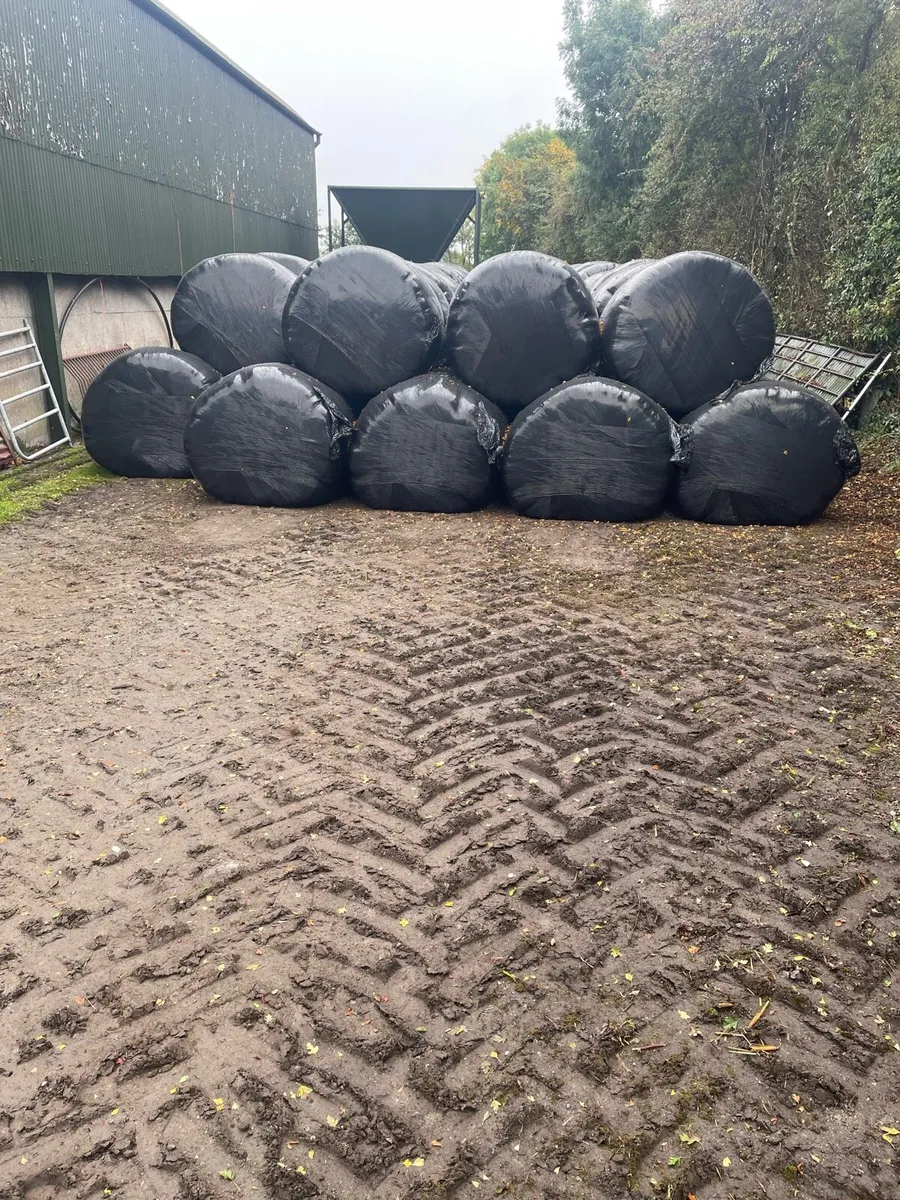 Sheep haylege - Image 1