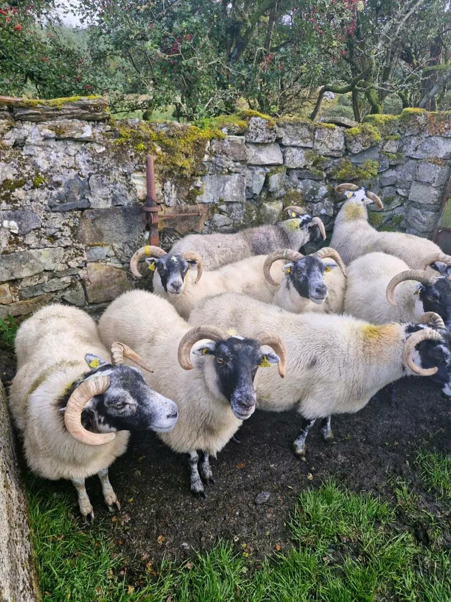 Lanark Ewes. Zwartbles Lambs - Image 3