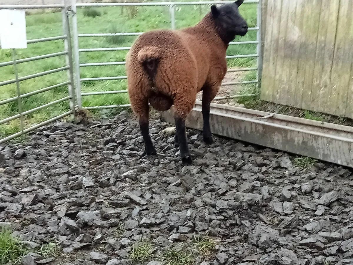 Ram lamb - Image 1