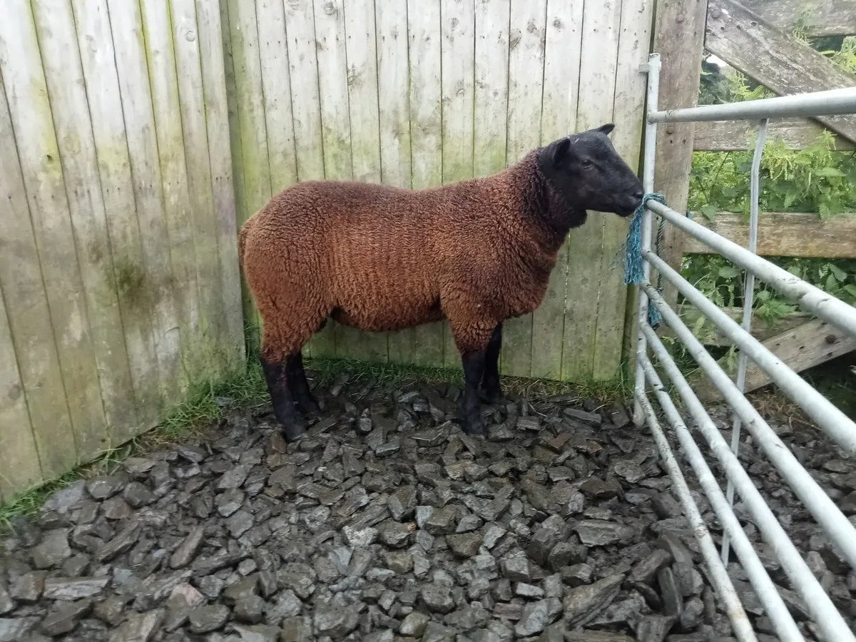 Ram lamb - Image 2