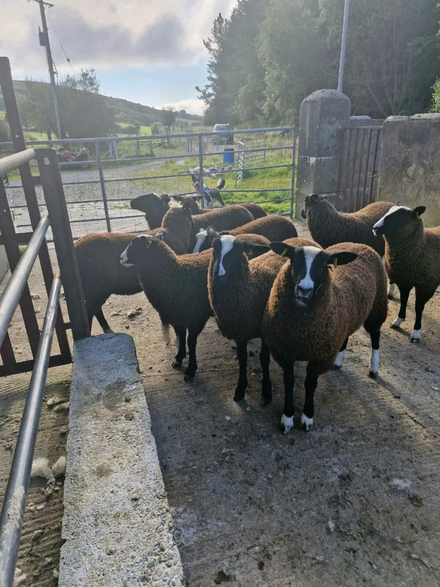 Lanark Ewes. Zwartbles Lambs - Image 4