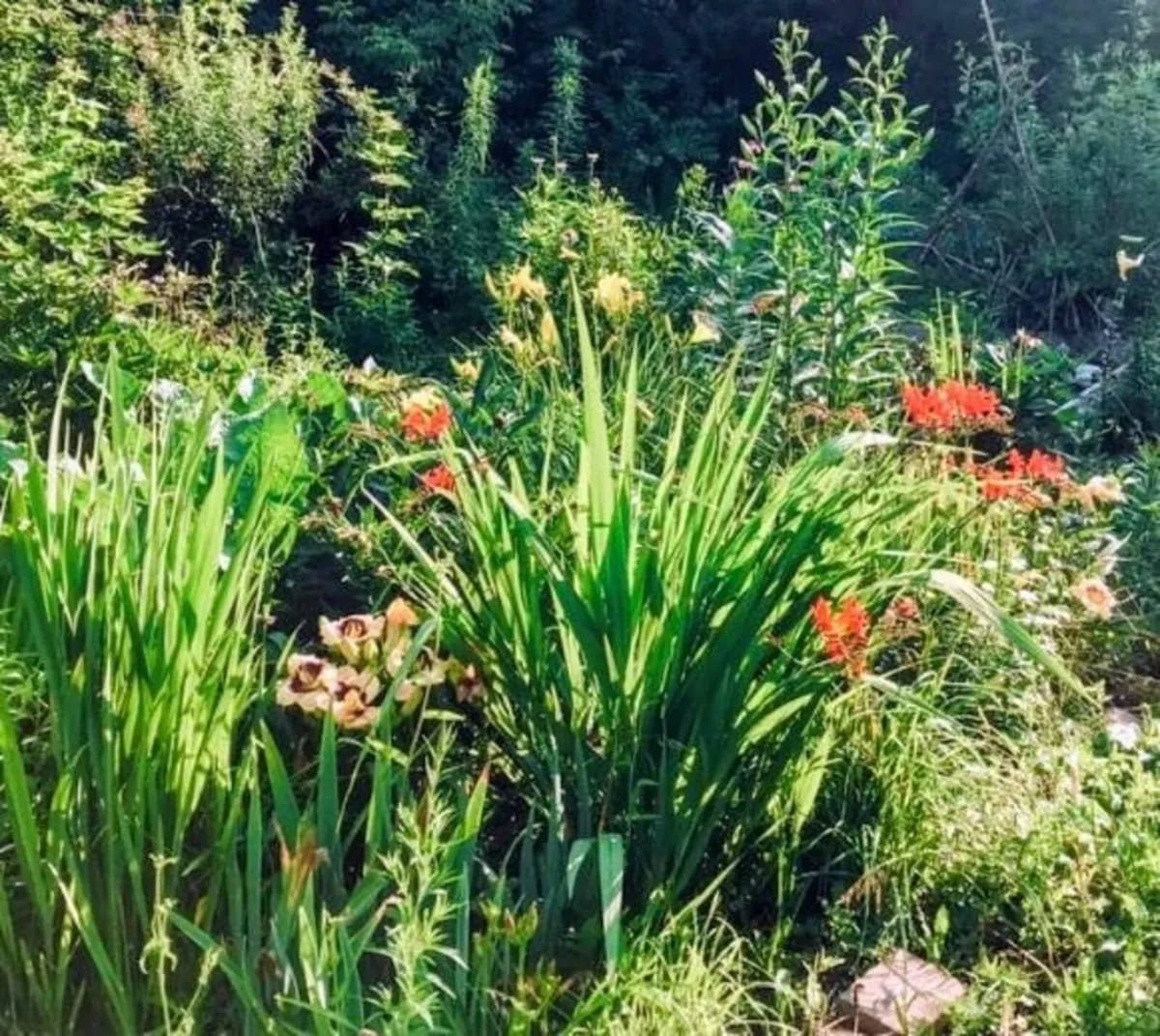Plant Swap