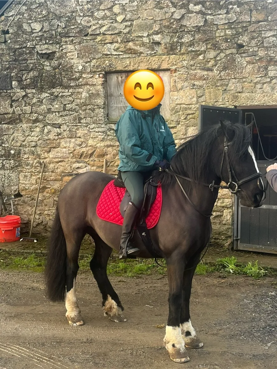 Pony - Image 1