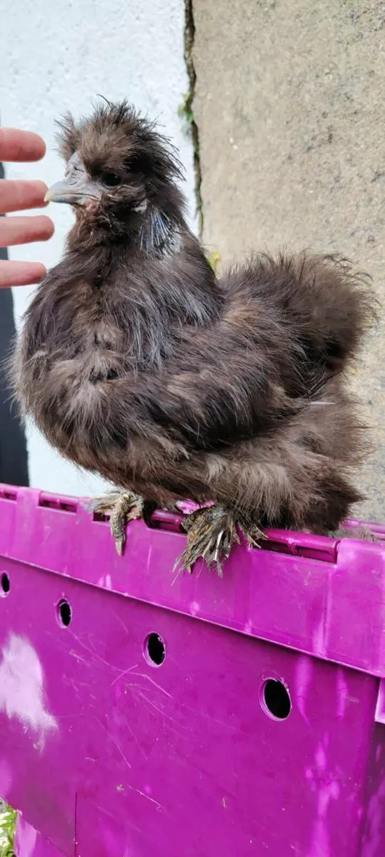 Silkie Bantam Pair - Image 2