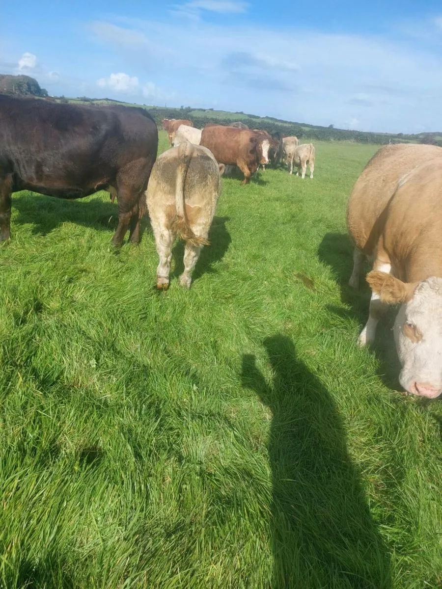 Cattle - Image 1