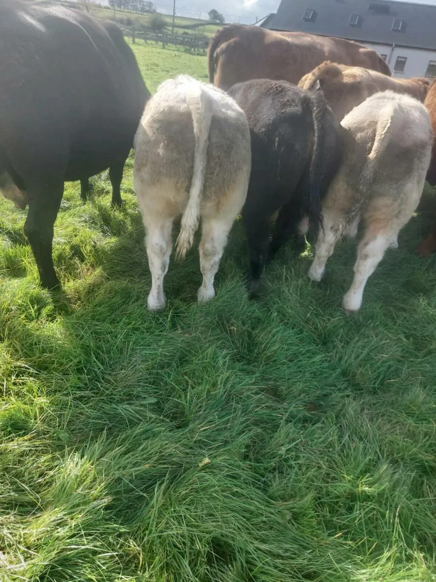 Cattle - Image 3