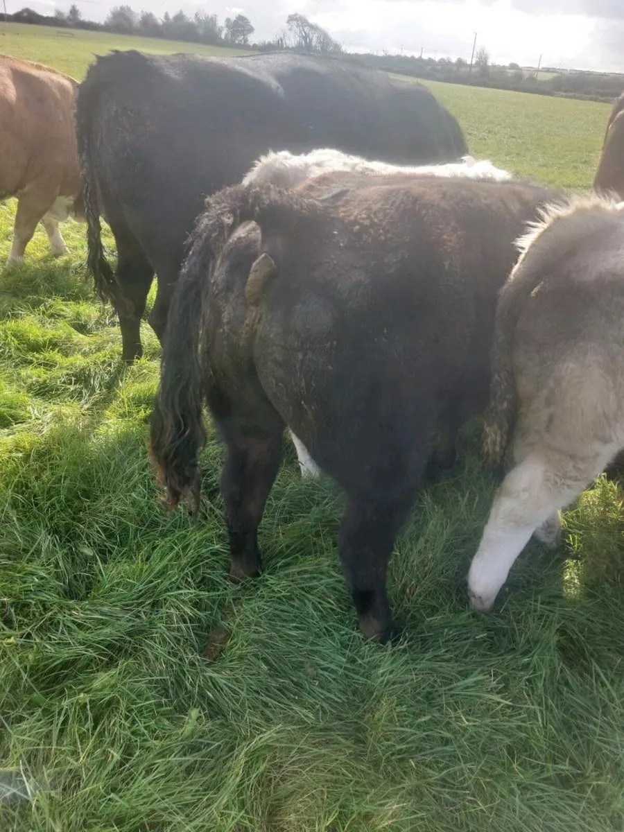 Cattle - Image 4