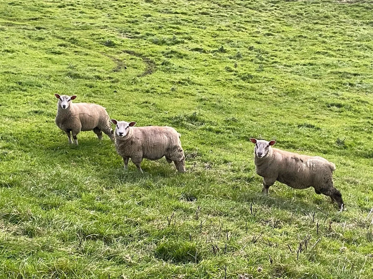 Charollais Ram Lambs - Image 1