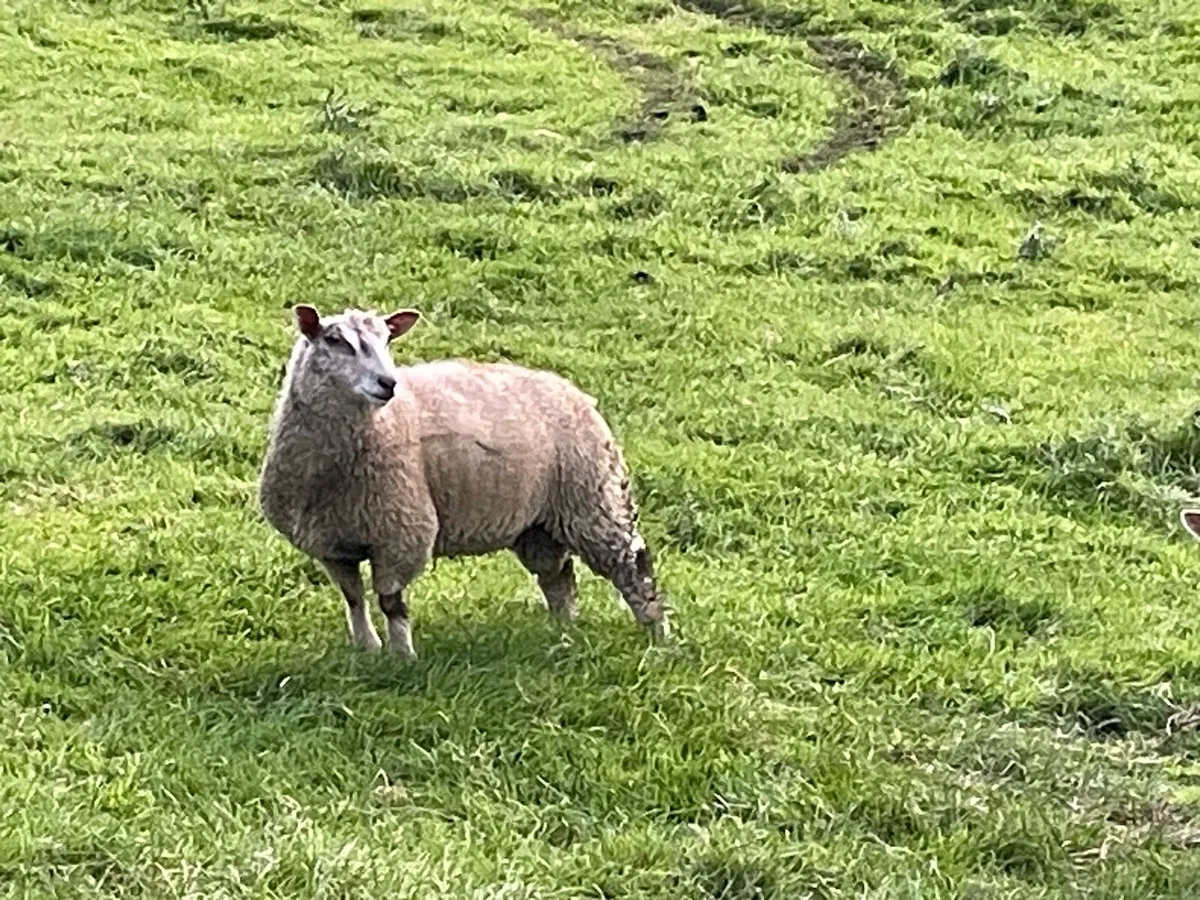 Charollais Ram Lambs - Image 2