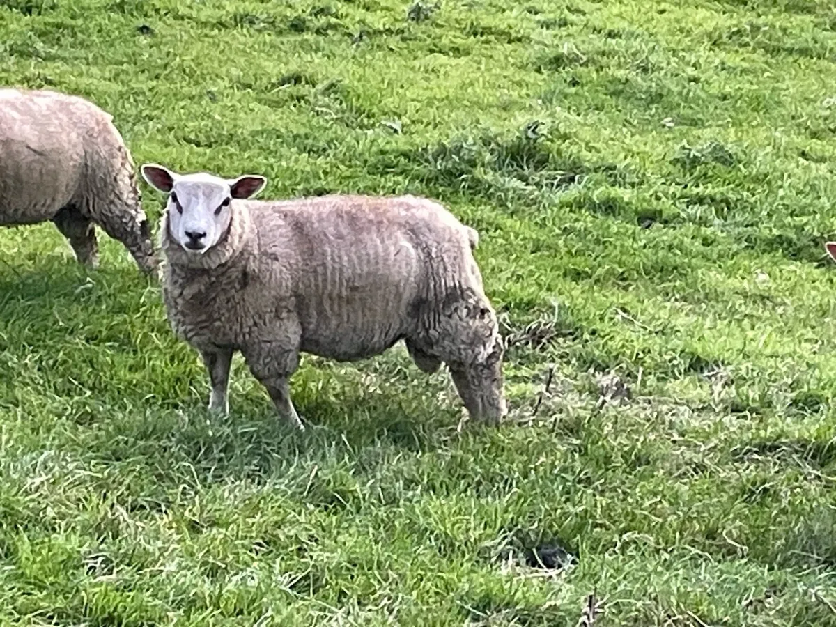 Charollais Ram Lambs - Image 3