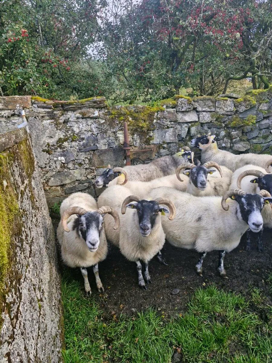 Lanark Ewes. Zwartbles Lambs - Image 1