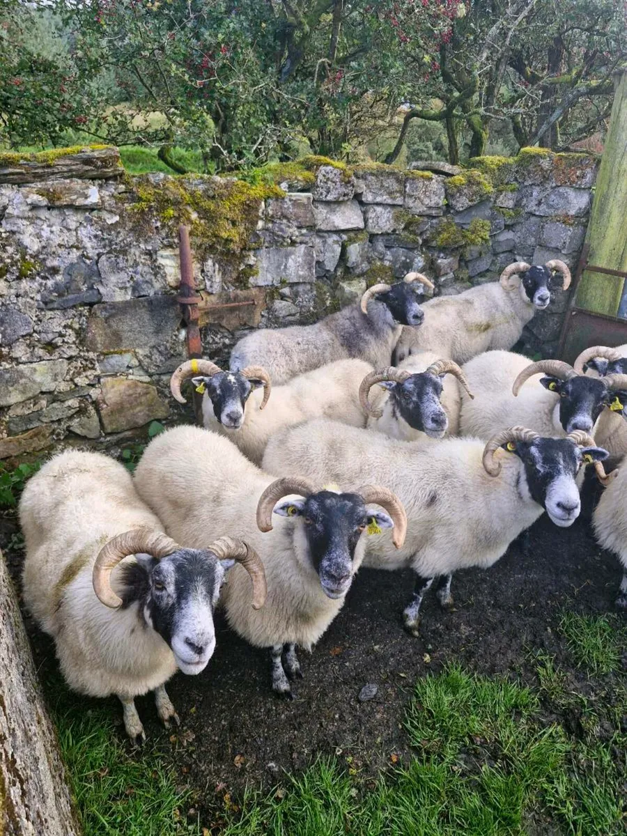 Lanark Ewes. Zwartbles Lambs - Image 2