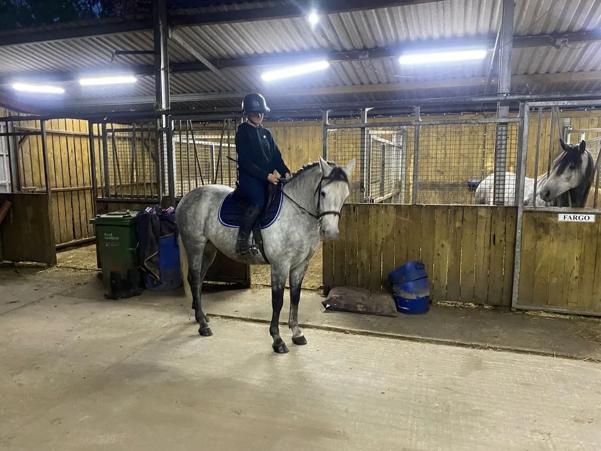 Conemara Pony - Image 2