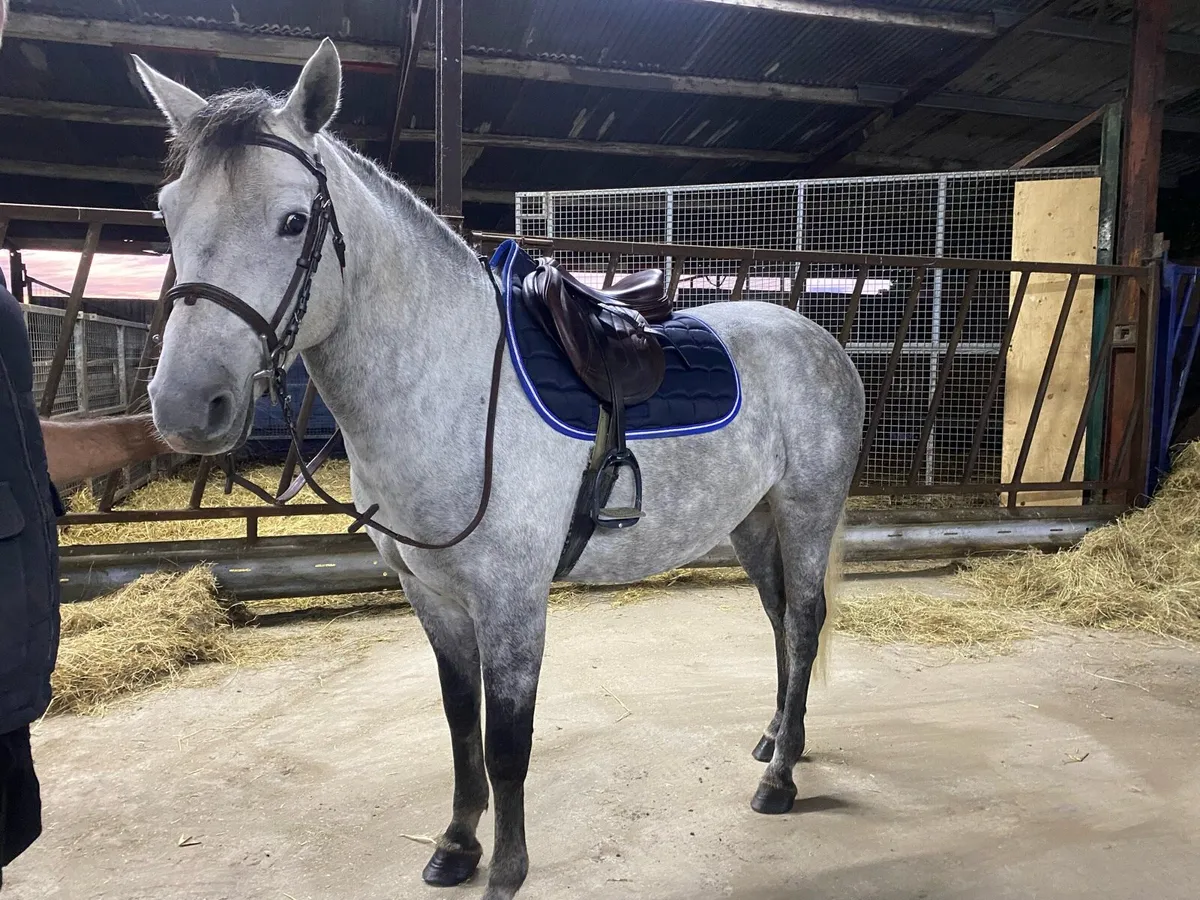 Conemara Pony - Image 3