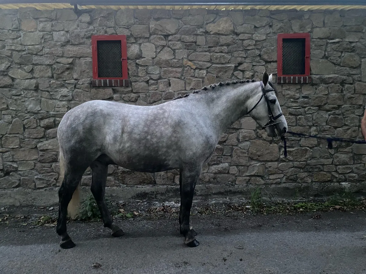 Conemara Pony - Image 4
