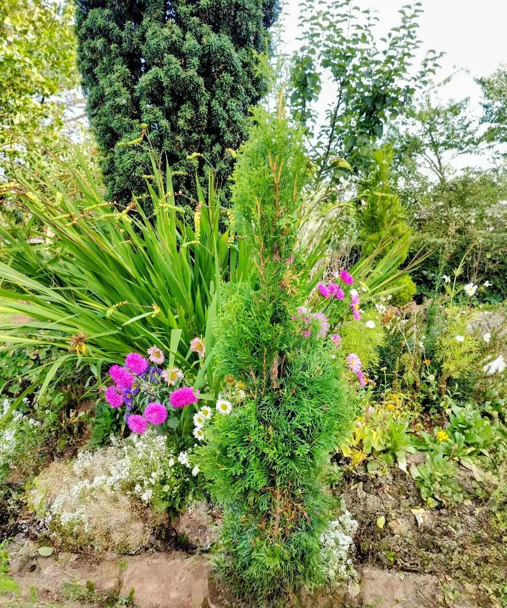 Spiral Topiary