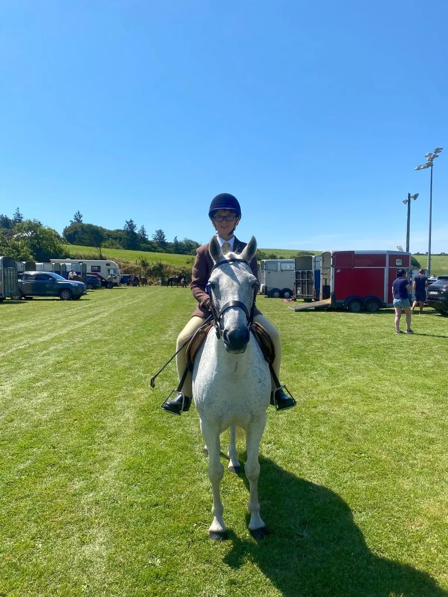 Holly 13h 8 yr old Grey Mare - Image 1
