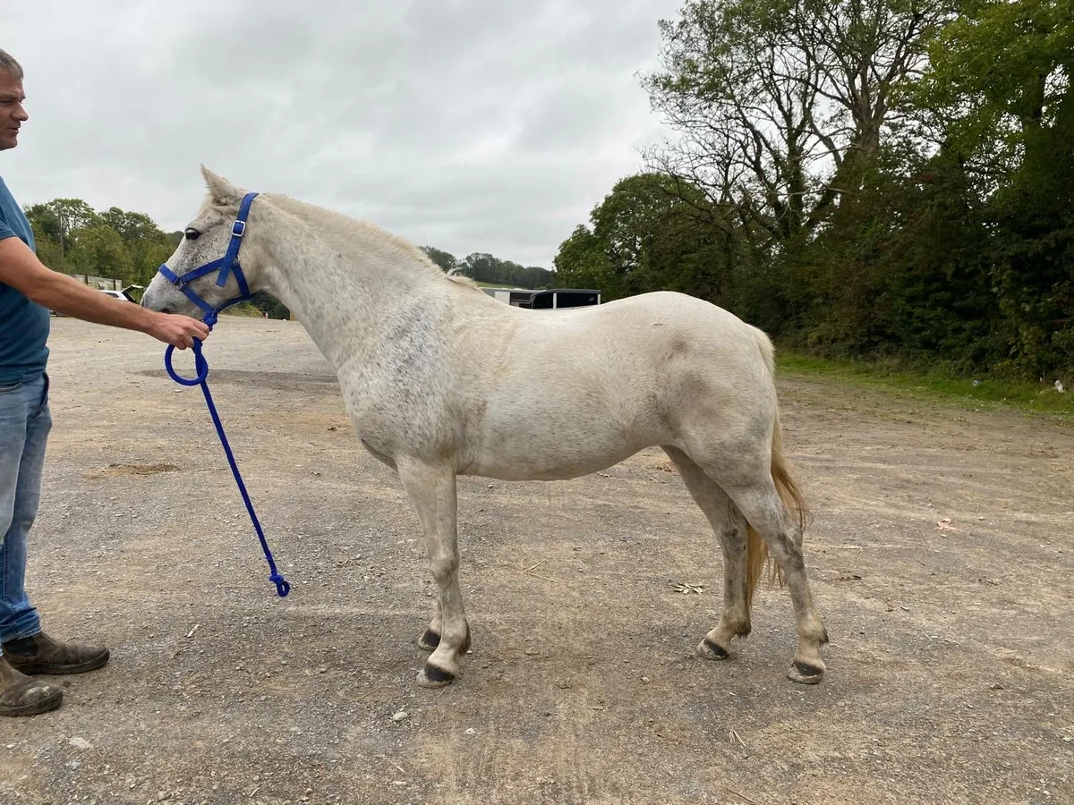 Holly 13h 8 yr old Grey Mare - Image 4