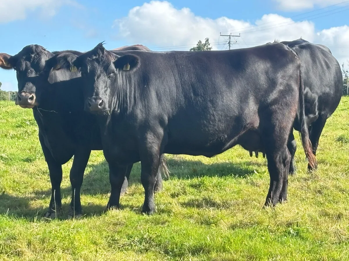 Aubrac/Angus Sucklers - Image 1