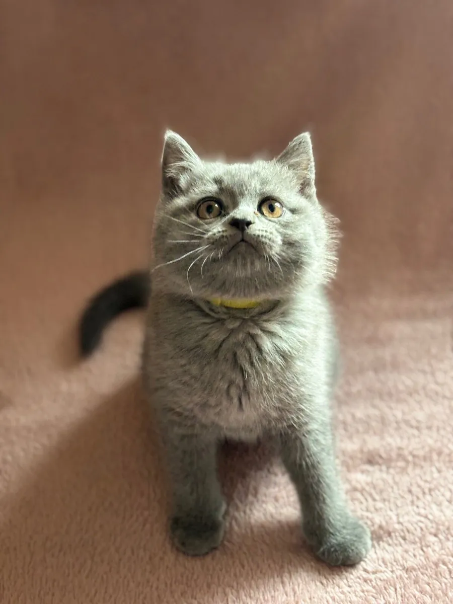 British shorthair blue with microchip - Image 1