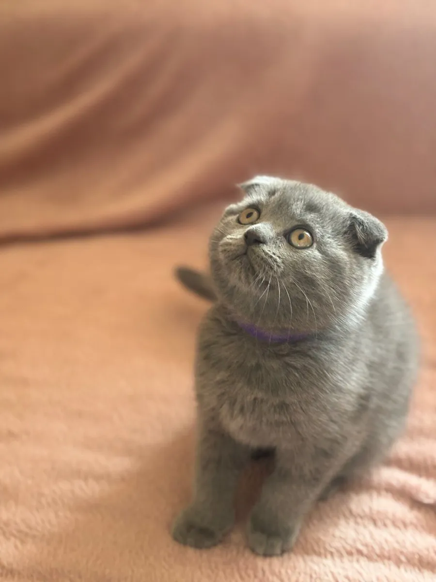 Scottish fold with microchip - Image 3