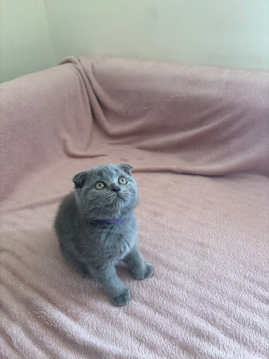 Scottish fold with microchip - Image 4