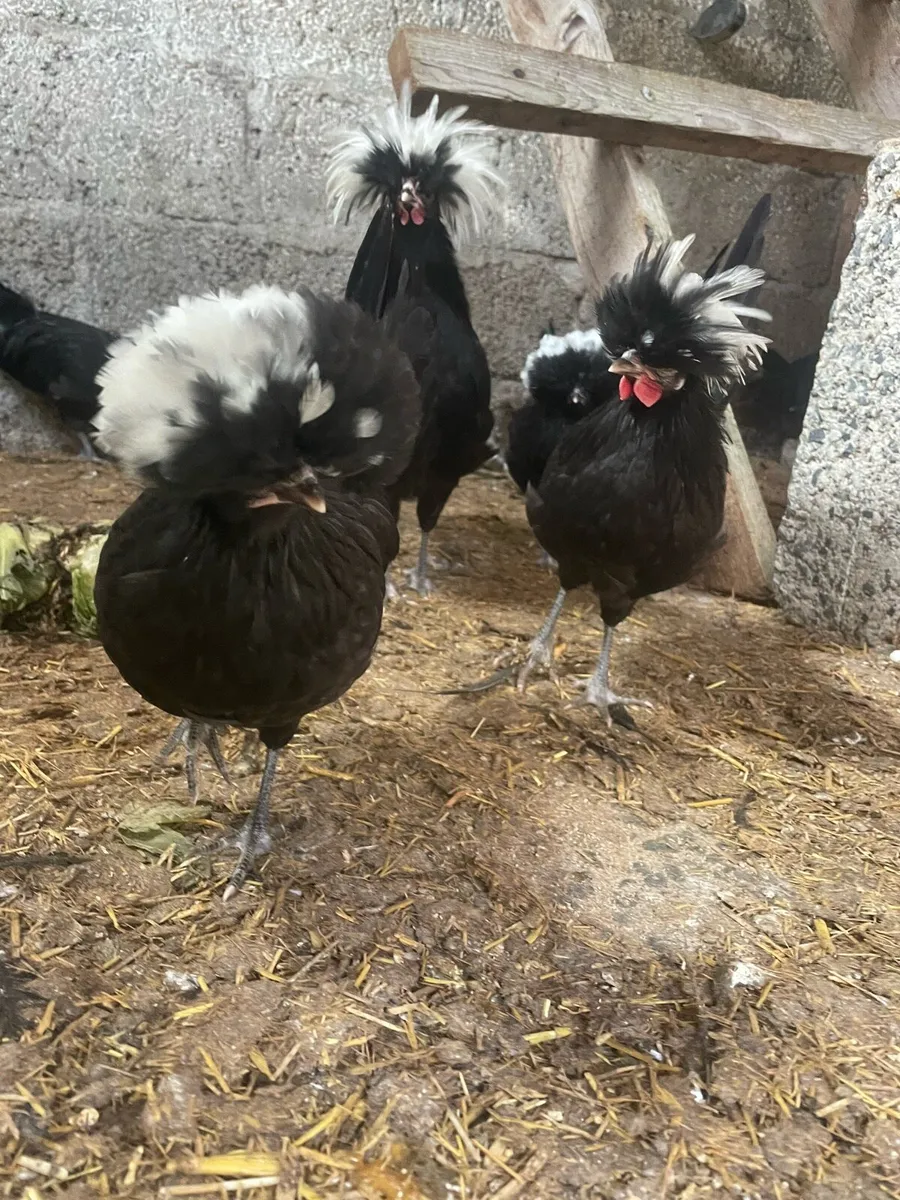 Polish crested Banty - Image 1