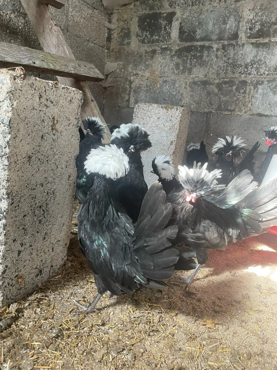 Polish crested Banty - Image 2