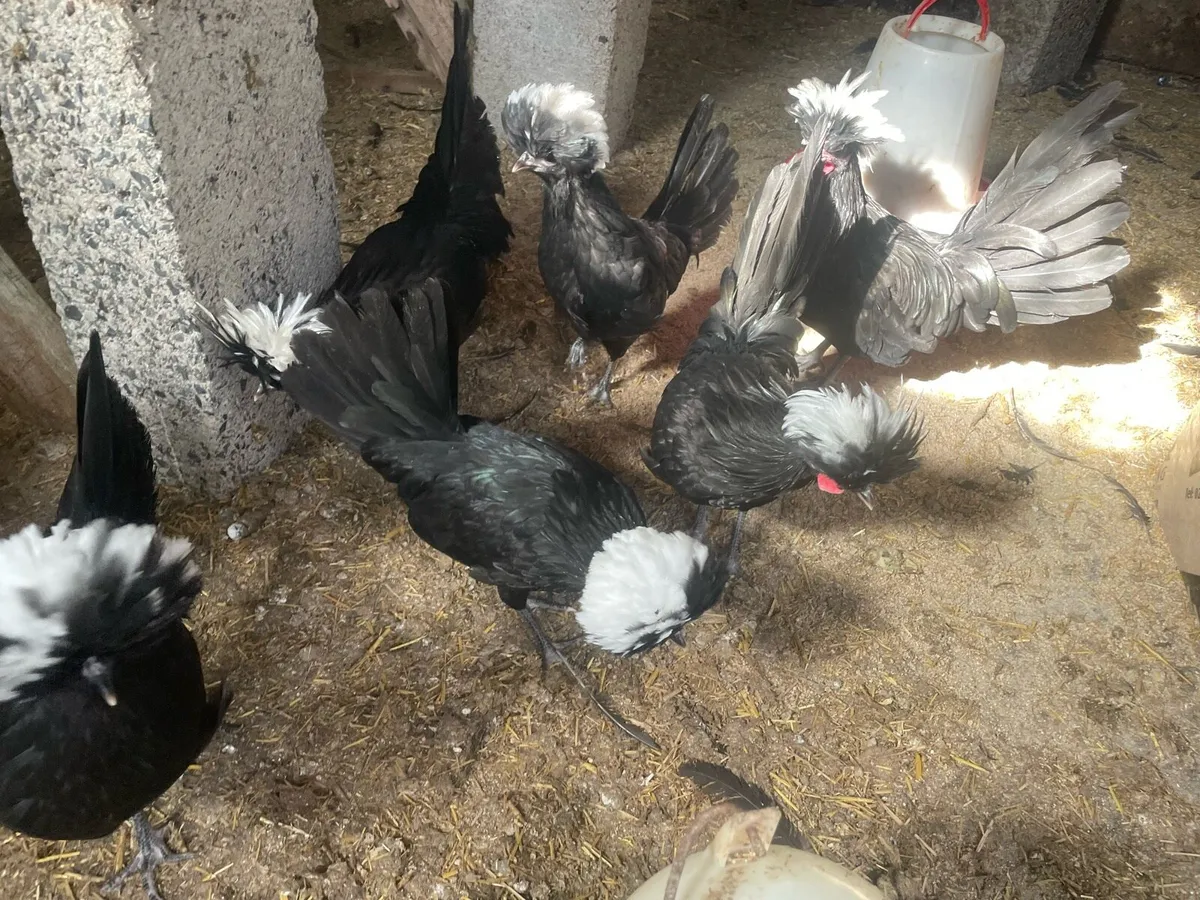 Polish crested Banty - Image 3